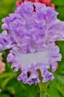 USA, Oregon. Garden in full bloom with close-up of bearded iris Art Print